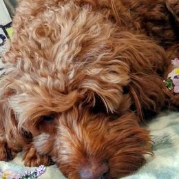 Goldendoodles and Poodles from Butterfly Creek Poodles & Doodles