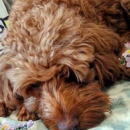 Goldendoodles and Poodles from Butterfly Creek Poodles & Doodles
