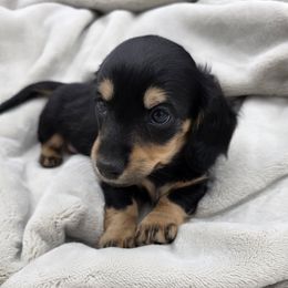 Dachshund Puppies from Yadkindale Kennel
