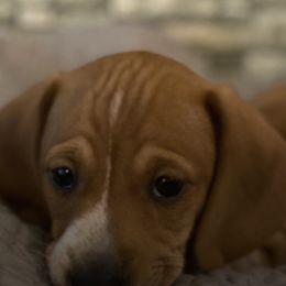 Dachshunds from Red Door Dachshunds