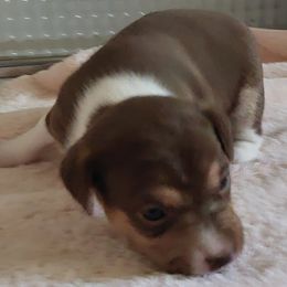 Bunny rerserved depoosit - White, chocolate and tan Rat Terrier puppy in Modesto, Carlsbad, Ca, California from rosebud terriers
