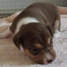 Bunny rerserved depoosit - White, chocolate and tan Rat Terrier puppy in Modesto, Carlsbad, Ca, California from rosebud terriers