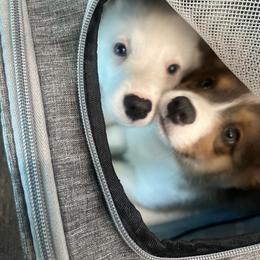 Pembroke Welsh Corgi Puppies from Celtic Corgis