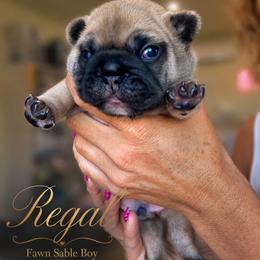 French Bulldog Puppies from Scherners Frenchie Frenz