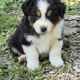 Quill - Black tri-color male Australian Shepherd puppy in Clinton, Missouri from Rocky Top Hearts