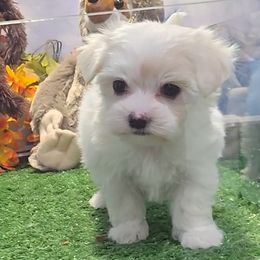 Gracie - White and tan female Maltese puppy in Aurora, Missouri from KnJ Precious Paws LLC