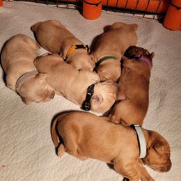 Golden Retriever Puppies from JK Goldens