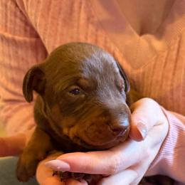 Red Girl - Red and rust female Doberman Pinscher puppy in Centralia, Missouri from TopSpots Farm
