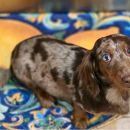 Toots - Dachshund