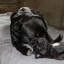 Staffordshire Bull Terrier Puppies from Ol'Wood Staffords