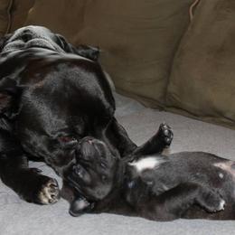 Staffordshire Bull Terrier Puppies from Ol'Wood Staffords