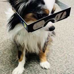 Dozer - Toy Australian Shepherd