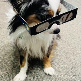 Dozer - Toy Australian Shepherd
