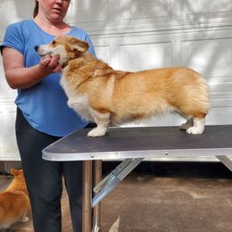 Penny - Pembroke Welsh Corgi