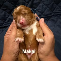 Makai - Caramel red male Australian Labradoodle puppy in Alamo, Texas from QuiSal Labradoodles