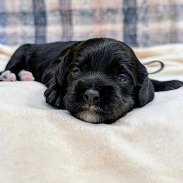4th Pick - Brown and tan female Cockapoo puppy in Newmanstown, Pennsylvania from Greta's Cockapoos