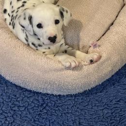 Solo - White and black male Dalmatian puppy in Lakewood, Colorado from Hapi-Dal Dalmatians and Primetime Whippets