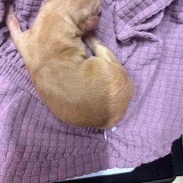 CKC Shorthaired cream mini female - Cream female Dachshund puppy in Canyon Lake, Texas from M&Ms Dachshunds of Central Texas