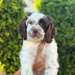 Floyd - Brown and white male Cockapoo puppy in Arizona from Copper State Cockapoos