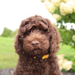 Ollie - Chocolate male Australian Labradoodle puppy in Williamstown, New York from Lewis Manor Labradoodles