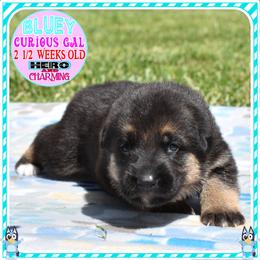 BLUEY - Black and tan female German Shepherd puppy in Murrieta, California from Diamond Oaks German Shepherds
