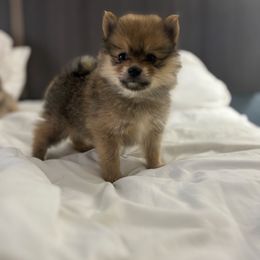 Ollie - Orange sable male Pomeranian puppy in Rogers, Arkansas from Premium Poms