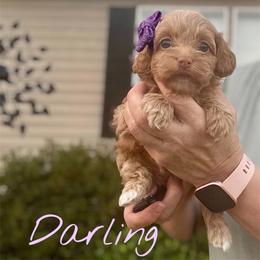 Darling - Red female Cockapoo puppy in Mocksville, North Carolina from Little Bear Doodles