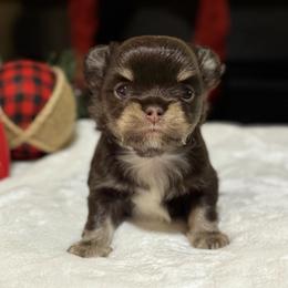 Chihuahua Puppies from Sunset Eves Chihuahuas