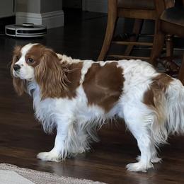 Monty - Cavalier King Charles Spaniel