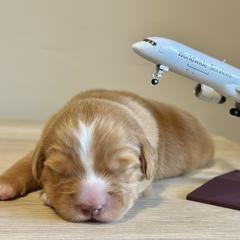 Nova Scotia Duck Tolling Retriever Puppies from Terracotta Tollers