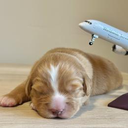 Nova Scotia Duck Tolling Retriever Puppies from Terracotta Tollers