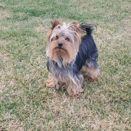 Yorkshire Terrier Puppies from Yorkie Puppies Redwood Ranch Chicago