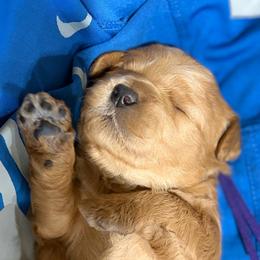 Prescott - Red  female Goldendoodle puppy in Zeeland, Michigan from Dandelion Lane Doodles