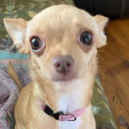 Chihuahuas from Berna's Chihuahuas