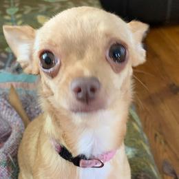Chihuahuas from Berna's Chihuahuas