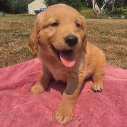 Woody - Yellow collar - Golden male Golden Retriever puppy in Tenino, Washington from Oak River Goldens'