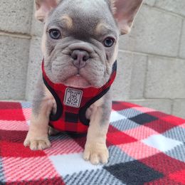 French Bulldog Puppies from Outrageous Frenchies
