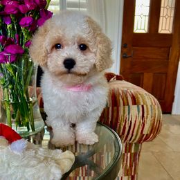Suzy - Blenheim female Cavapoo puppy in Los Angeles, California from Myles Barnum
