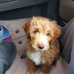 Aussiedoodle Puppies from Color Country Doodles