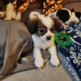 Boy 1 Basil - White and black male Papillon puppy in Bon Aqua, Tennessee from Rene's Papillon