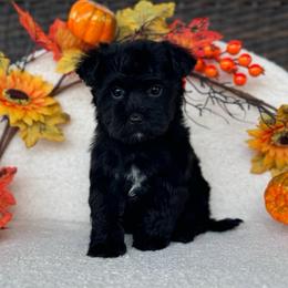 Nugget - Black male Yorkipoo puppy in Clifton, New Jersey from Kdash_yorkies