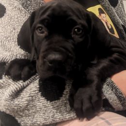 Boerboels from Iron Jaw Boerboels, LLC