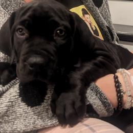 Boerboels from Iron Jaw Boerboels, LLC