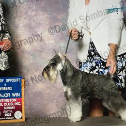 Truly - Miniature Schnauzer