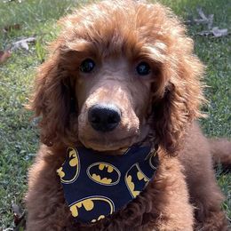 Poodle Puppies from Chapel Farm Standard Poodles
