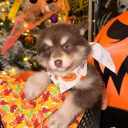 Empress - Chocolate female Pomsky puppy in Spring Hill, Florida from Besties Paw Life