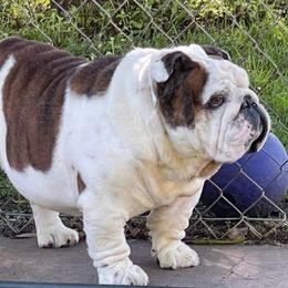 Groot - Bulldog