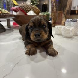 Dachshund Puppies from Mir and Dachshunds