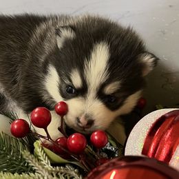 Ariya's Blk WHT girl - Black and white female Pomsky puppy in Enid, Oklahoma from Mile Hi Pomskies