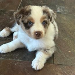 Casey - Red tri male Miniature Australian Shepherd puppy in Shingle Springs, California from Dream Dog Mini Aussies